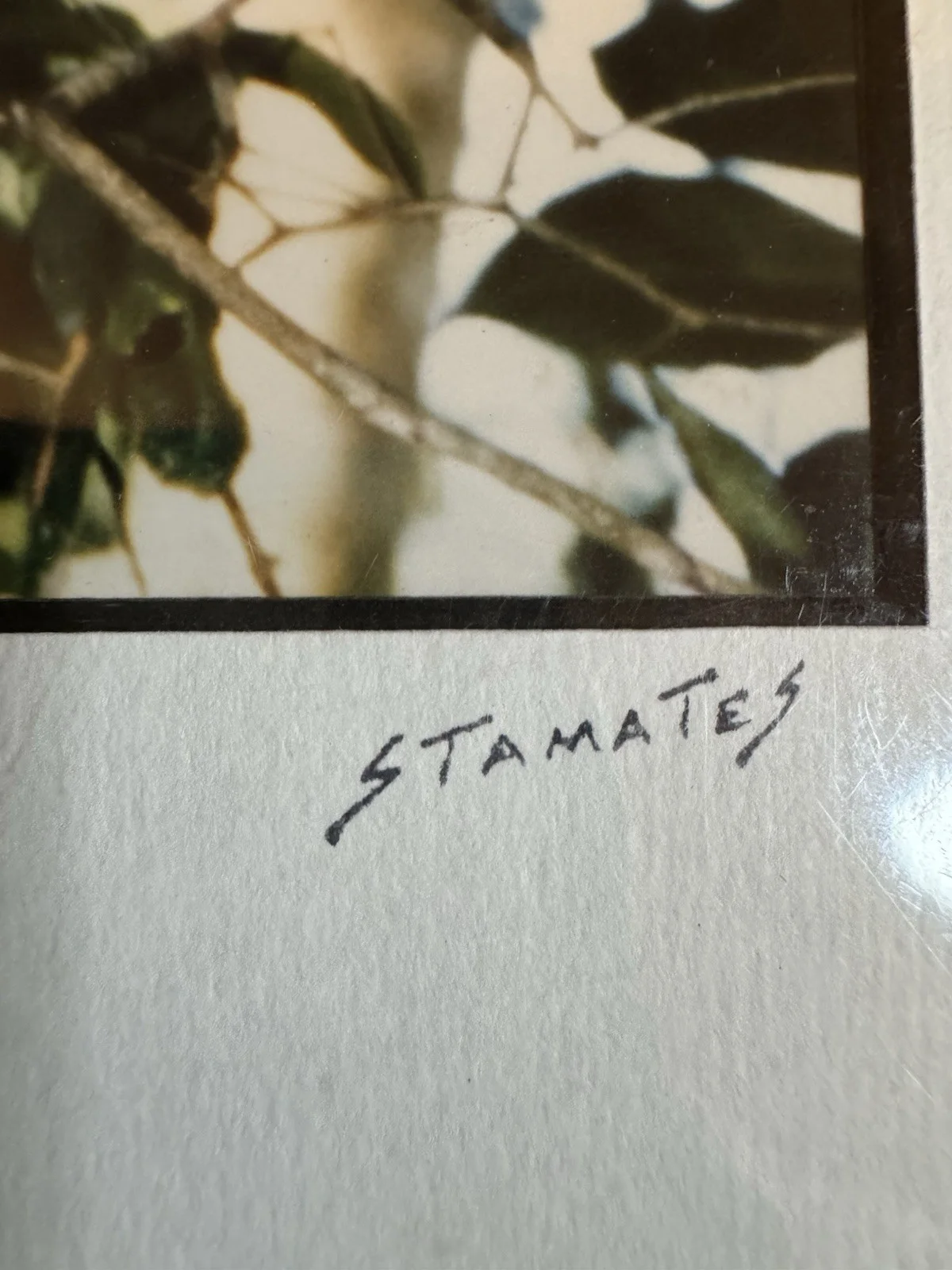Jim Stamates — RARE Signed Jim Stamates Wildlife Photo "White Faced Monkey" - MINT & SEALED, изображение 3