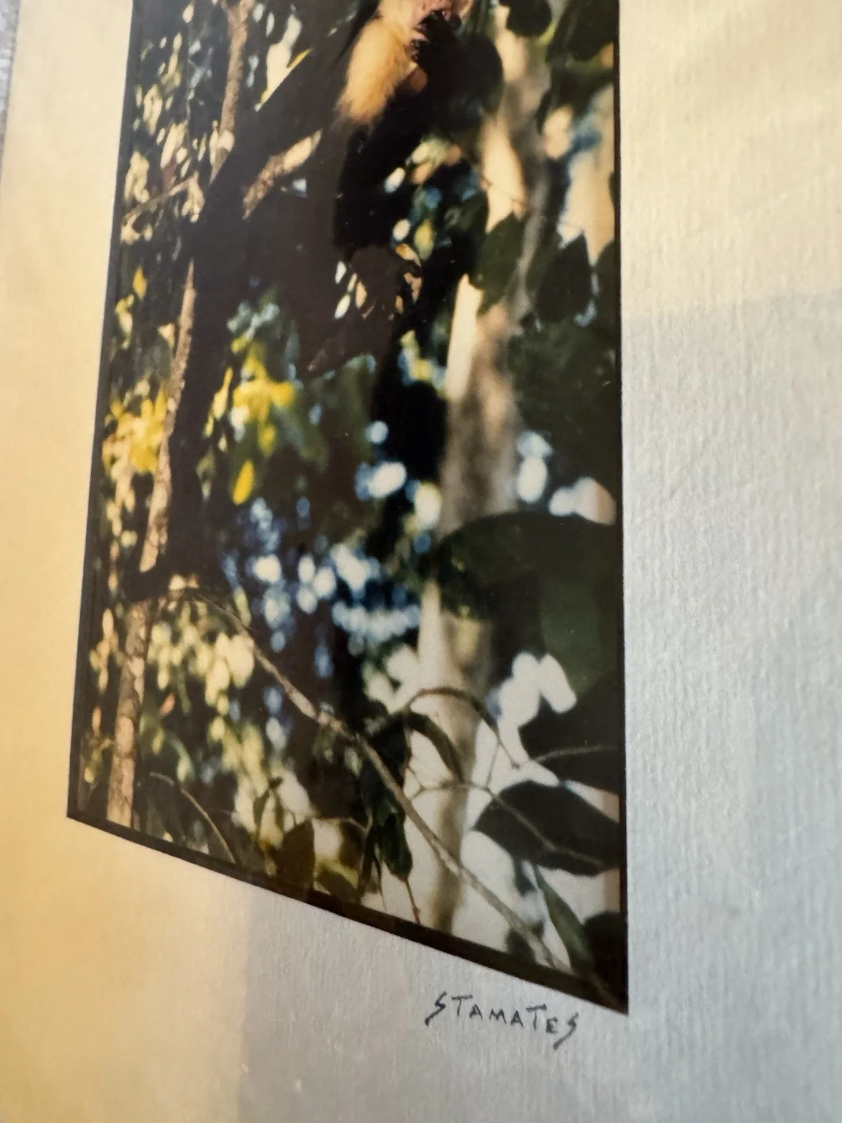 Jim Stamates — RARE Signed Jim Stamates Wildlife Photo "White Faced Monkey" - MINT & SEALED, изображение 4