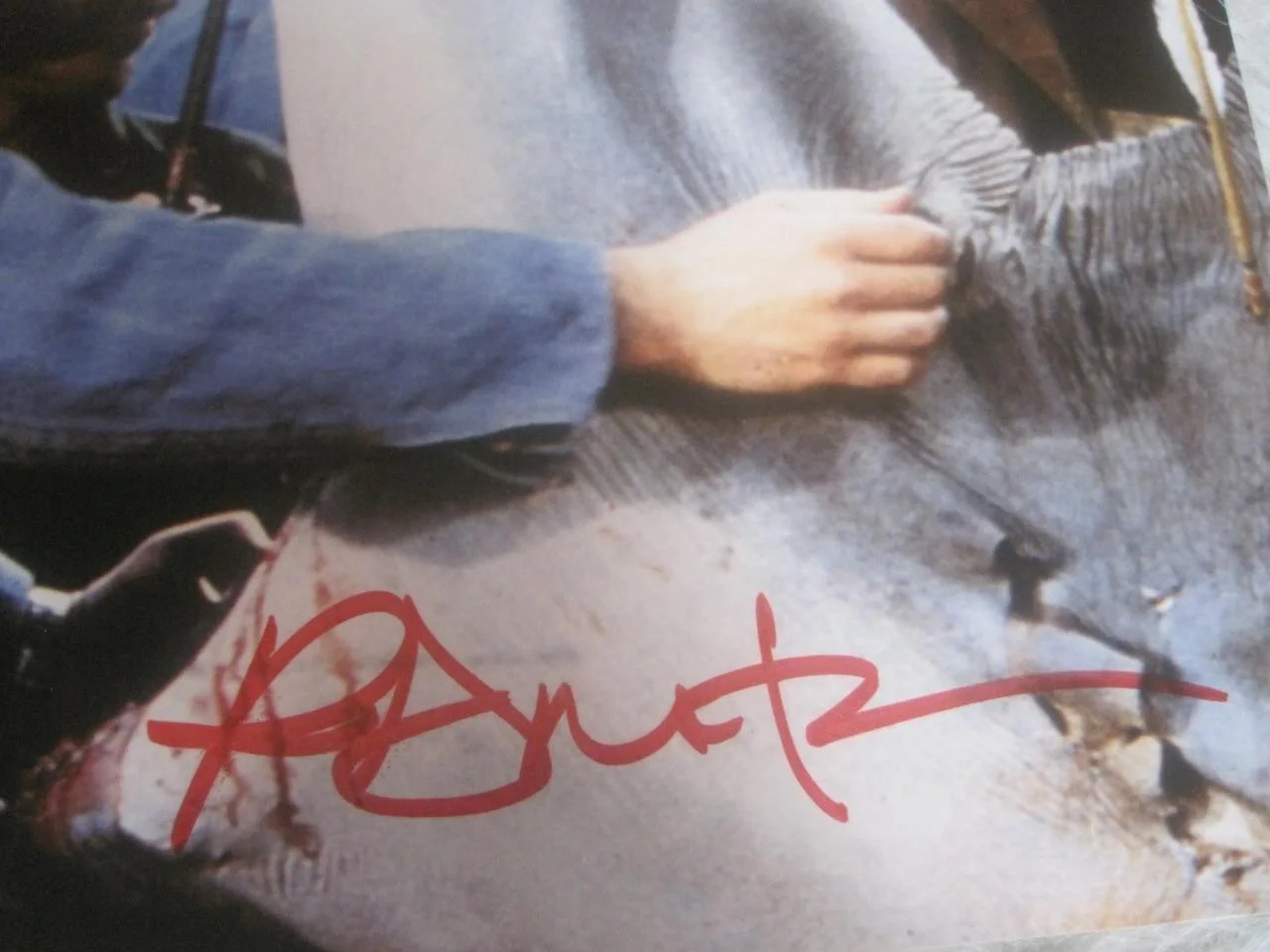 RICHARD DREYFUSS — RICHARD DREYFUS SIGNED AUTOGRAPH 8X10 PHOTO +COA JAWS MOVIE SHARK MATT HOPPER #2, изображение 3
