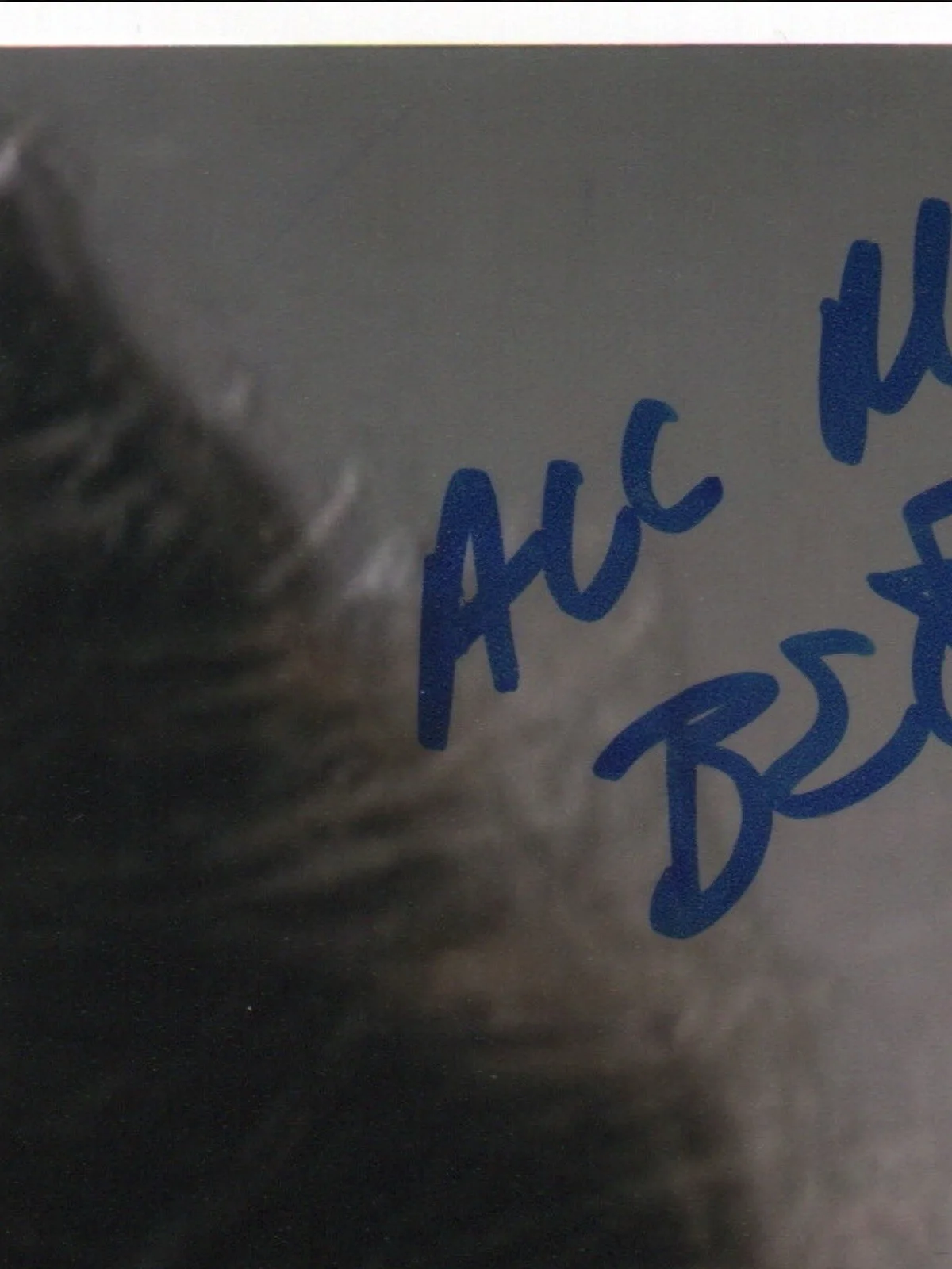 Mary Crosby — Mary Crosby signed autograph 8x10 Photo No COA Pass BAS PSA JSA Hot Sexy *INR, image 2