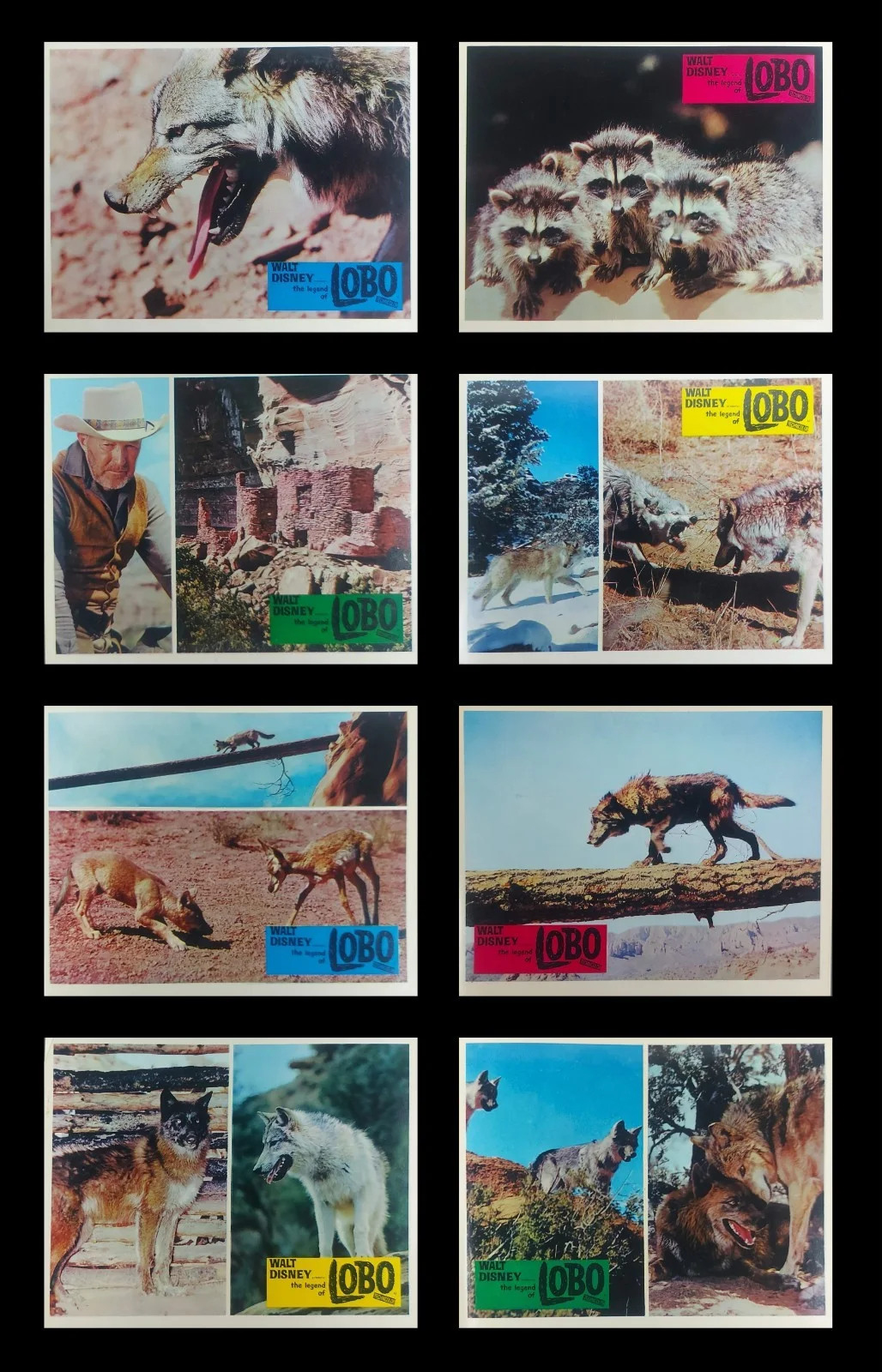 THE LEGEND OF LOBO ORIGINAL UK FOH LOBBY CARDS SET 1962, изображение 2