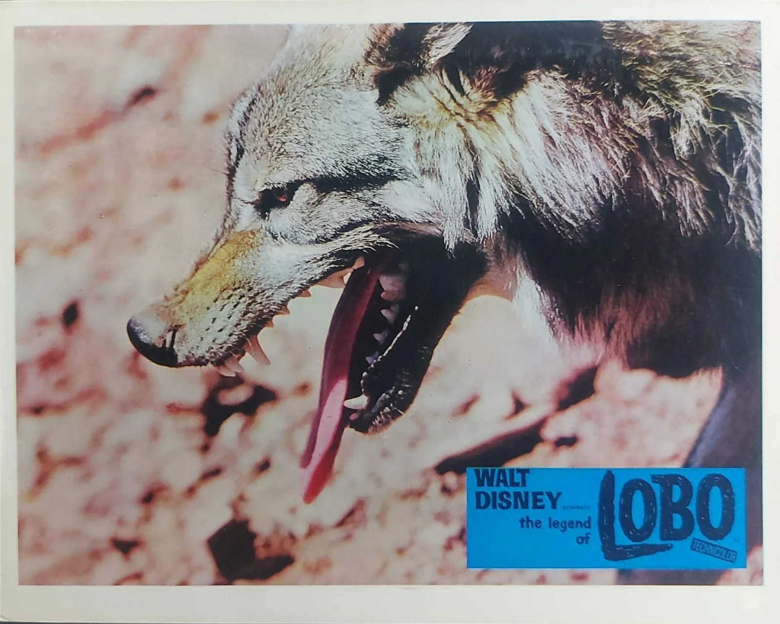 THE LEGEND OF LOBO ORIGINAL UK FOH LOBBY CARDS SET 1962, изображение 3