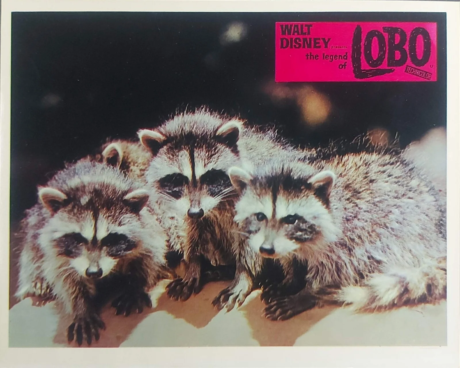 THE LEGEND OF LOBO ORIGINAL UK FOH LOBBY CARDS SET 1962, изображение 4