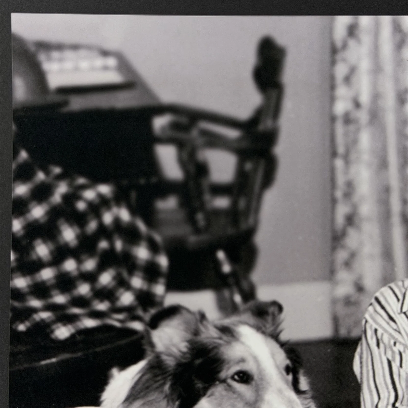 Jon Provost — Jon Provost "Timmy" Actor in Lassie Signed Autographed 8x10 Photo JSA COA, изображение 2