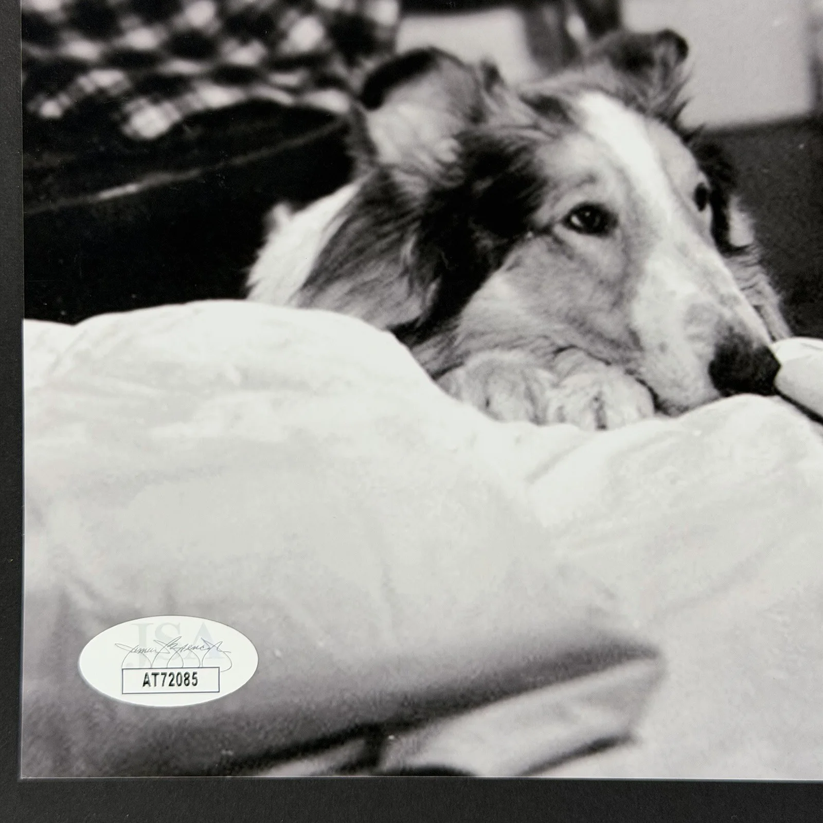 Jon Provost — Jon Provost "Timmy" Actor in Lassie Signed Autographed 8x10 Photo JSA COA, изображение 5