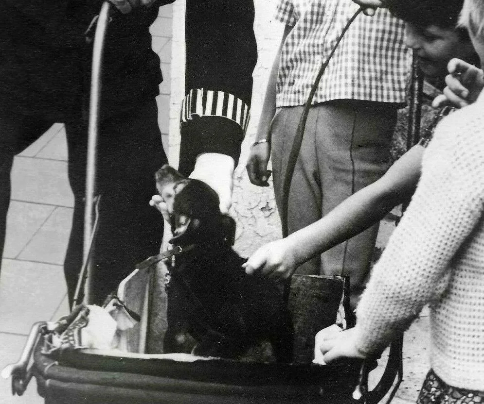 Vintage Jack Warner Matte Photo Policeman Police Dixon Dock Green Children Dog, изображение 2