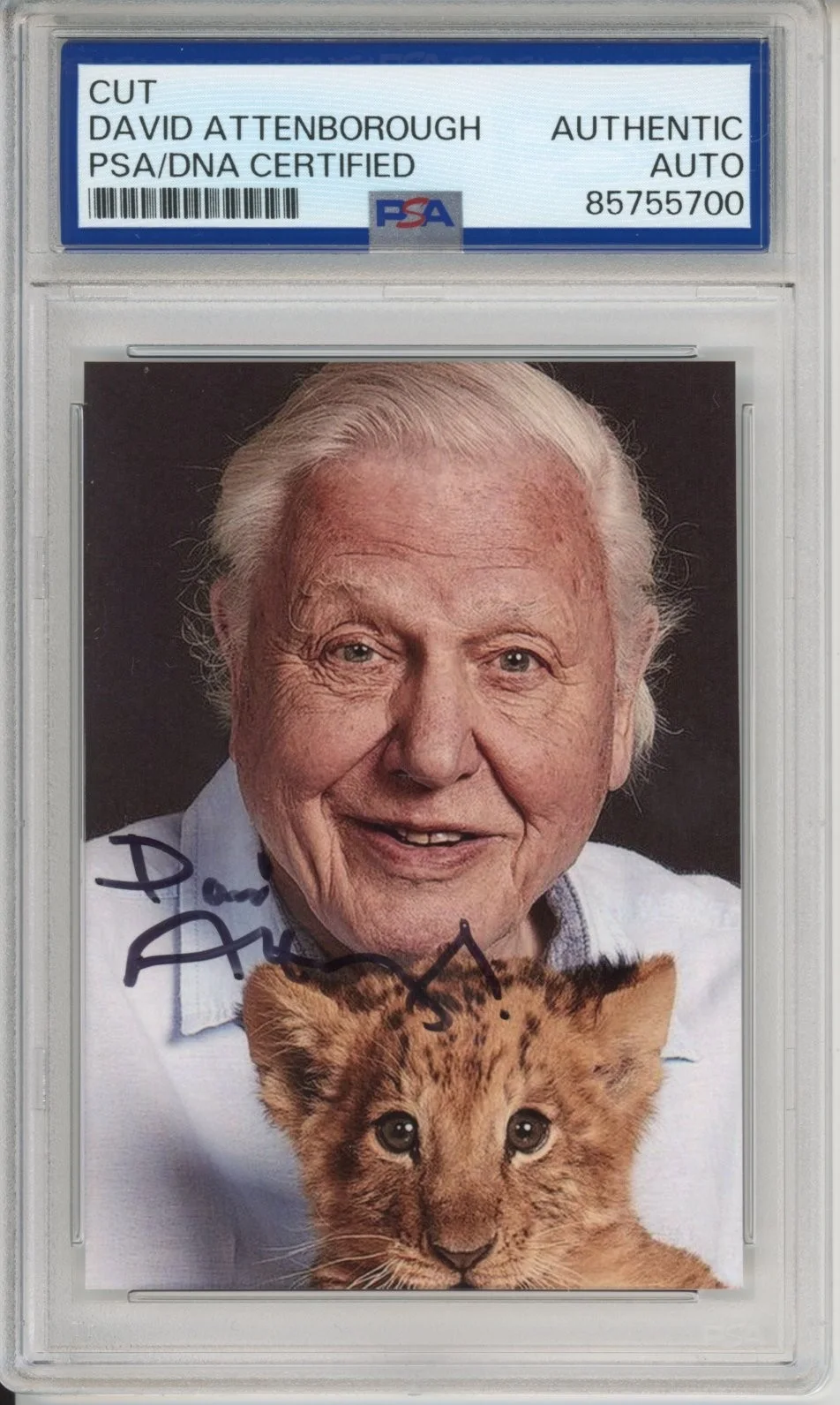 David Attenborough — DAVID ATTENBOROUGH SIGNED AUTOGRAPH PLANET EARTH LION PHOTOGRAPH PSA DNA COA
