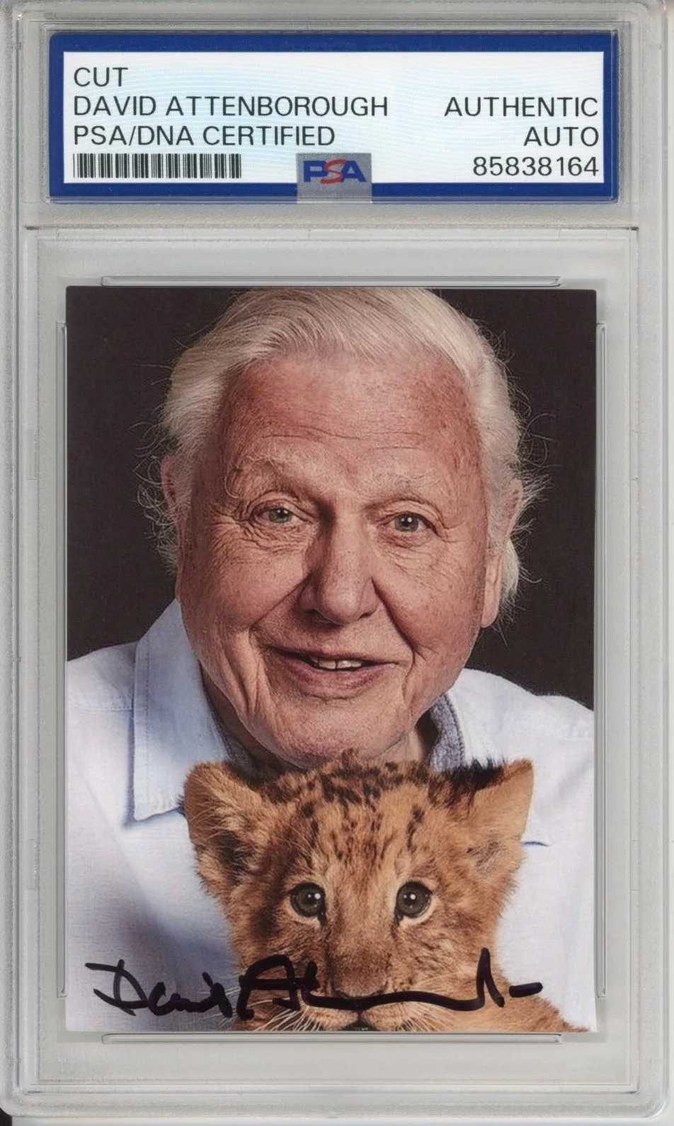 David Attenborough — DAVID ATTENBOROUGH SIGNED AUTOGRAPH PLANET EARTH LION PHOTO PICTURE PSA DNA COA