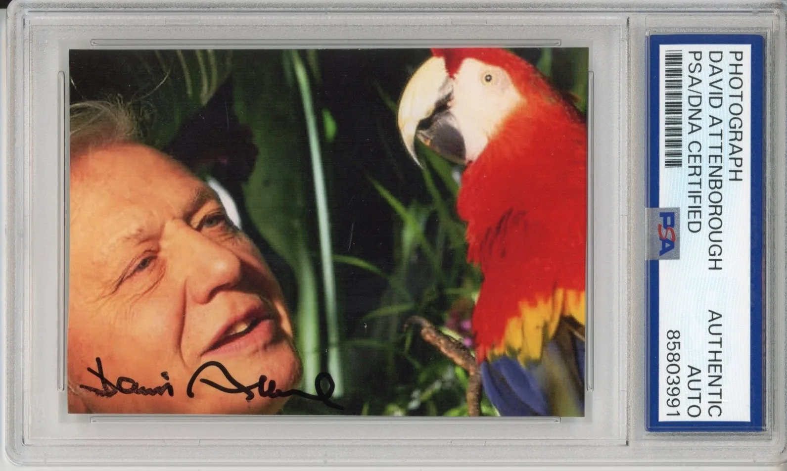 David Attenborough — DAVID ATTENBOROUGH SIGNED AUTOGRAPH PLANET EARTH PHOTO PICTURE PSA DNA COA RARE
