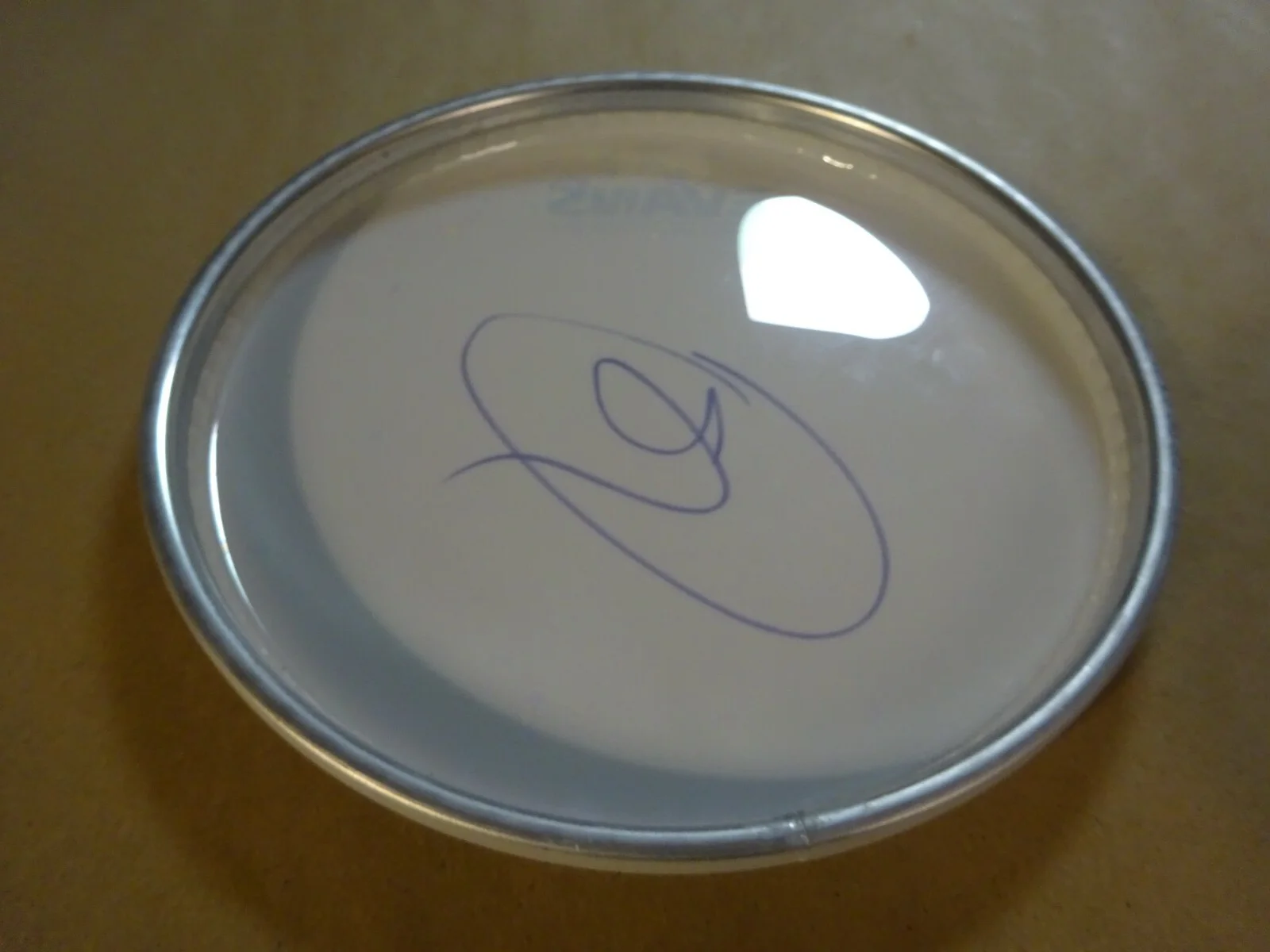 Autographed Miley Cyrus Signed 8" Drum Head Singer / Songwriter Beckett BAS COA, изображение 5