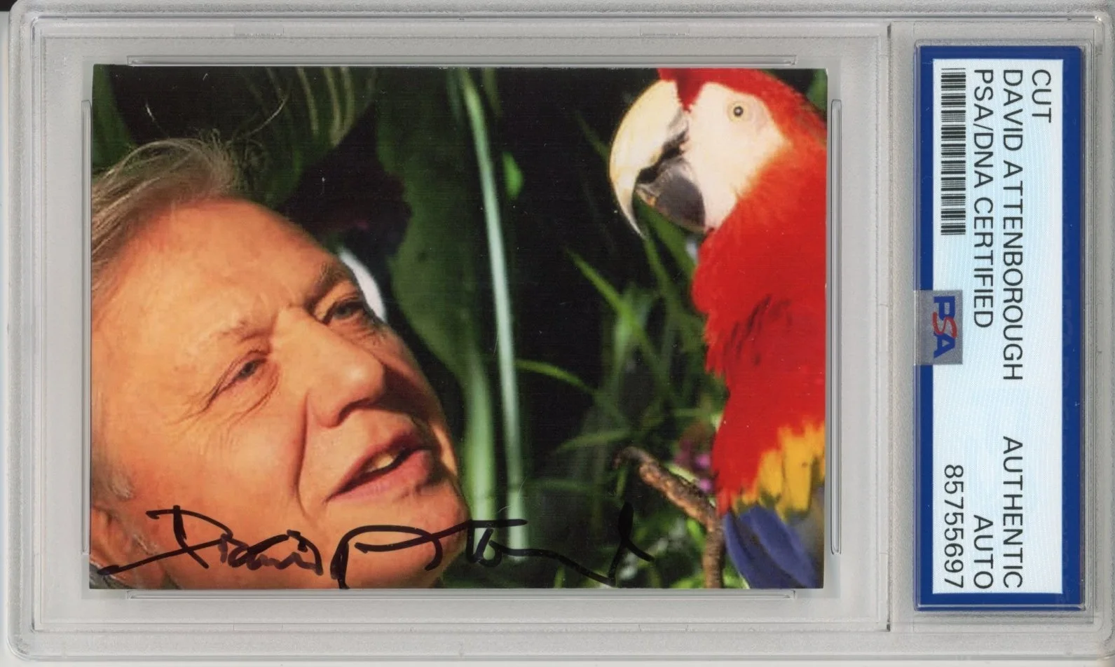 David Attenborough — DAVID ATTENBOROUGH SIGNED AUTOGRAPH PLANET EARTH PHOTOGRAPH PSA DNA COA RARE