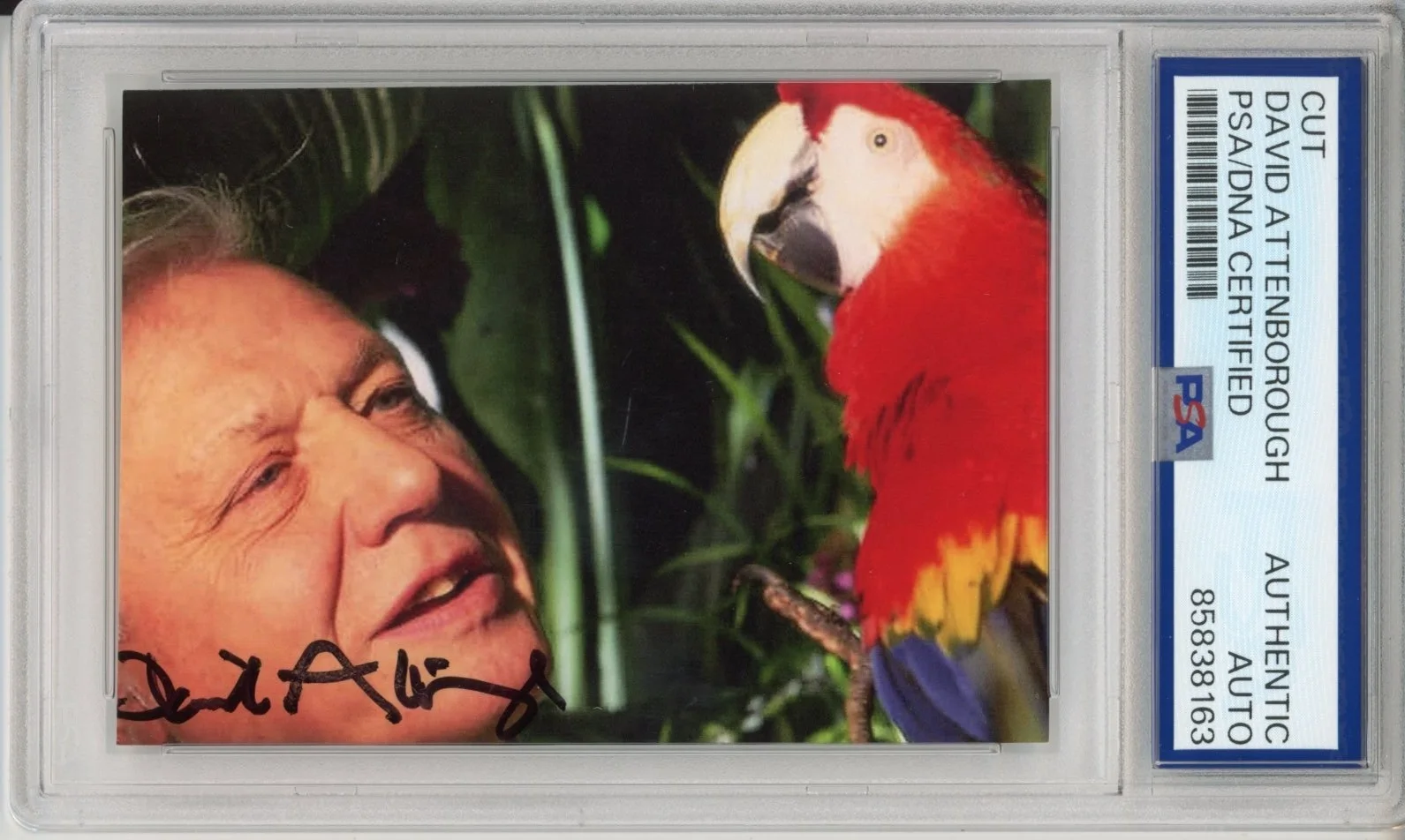 David Attenborough — DAVID ATTENBOROUGH SIGNED AUTOGRAPH PLANET EARTH BIRD PHOTOGRAPH PSA DNA COA