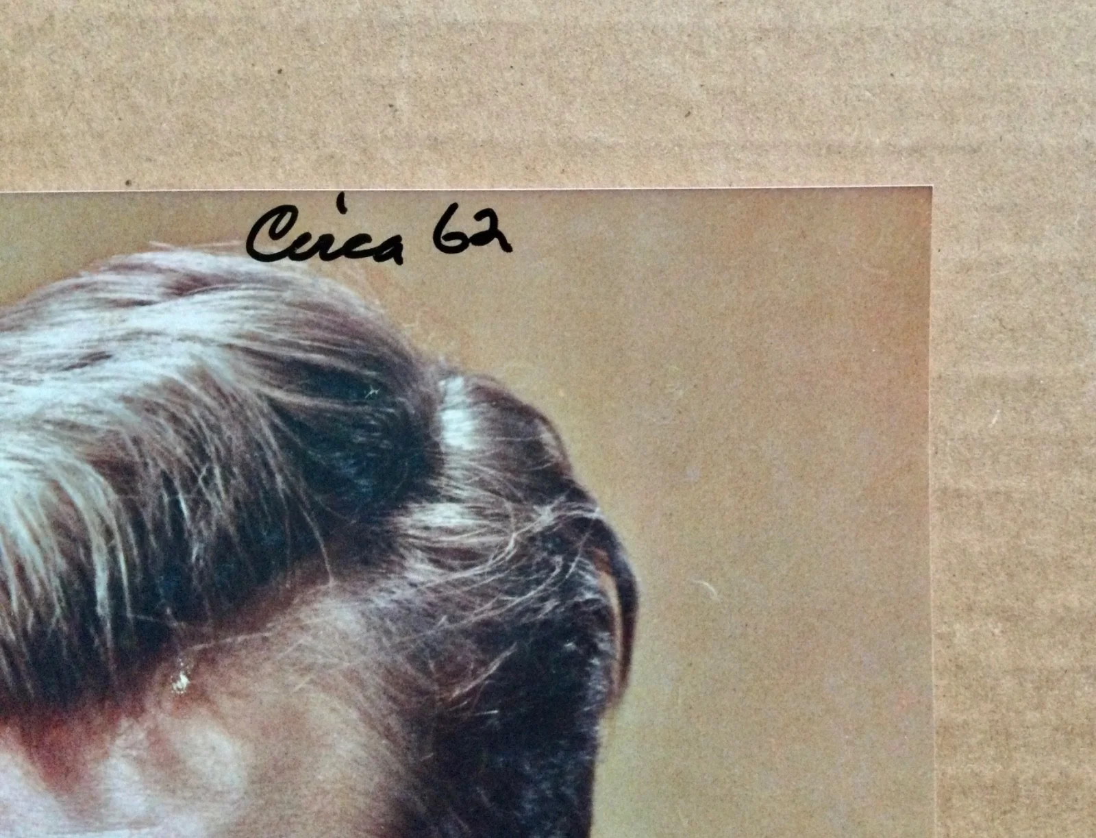 Troy Donahue — Troy Donahue (1936-2001) Signed Autographed glossy 8x10 glossy portrait., image 5