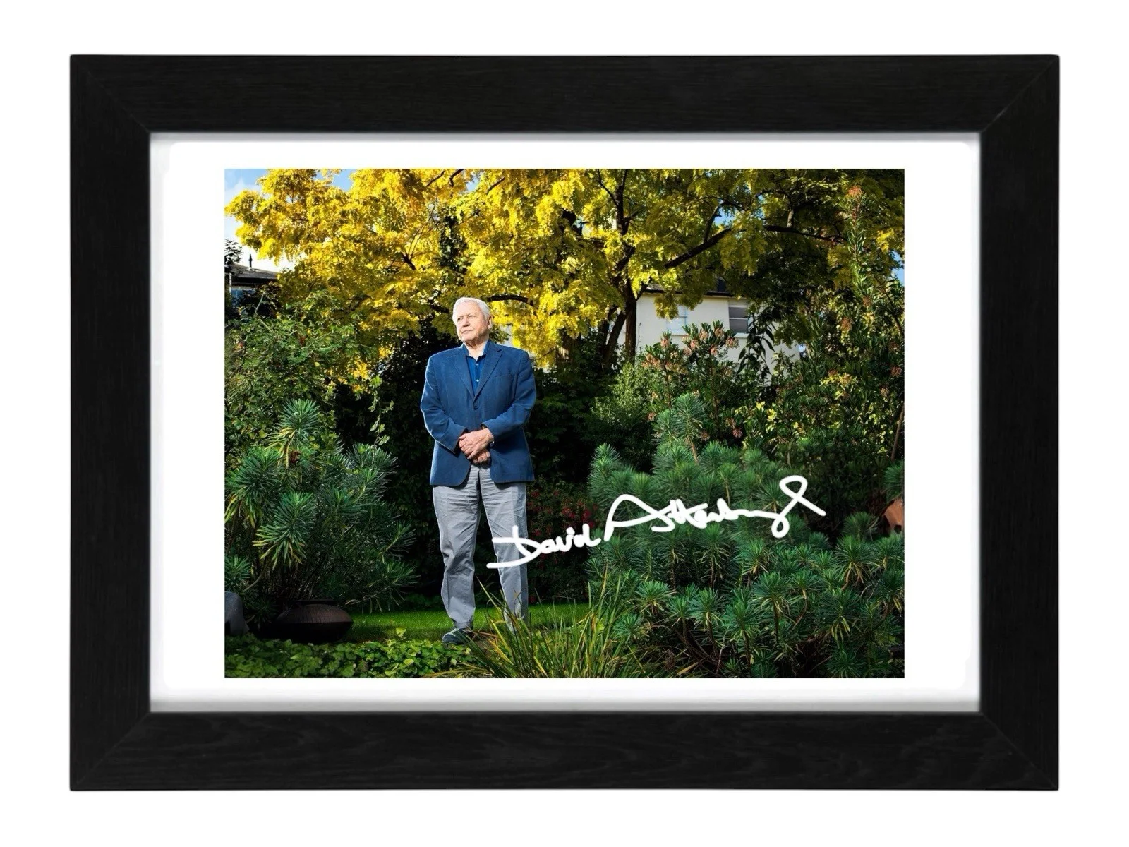 Sir David Attenborough Signed Autograph PHOTO Pre Print 6x4/A4/ Framed, image 2