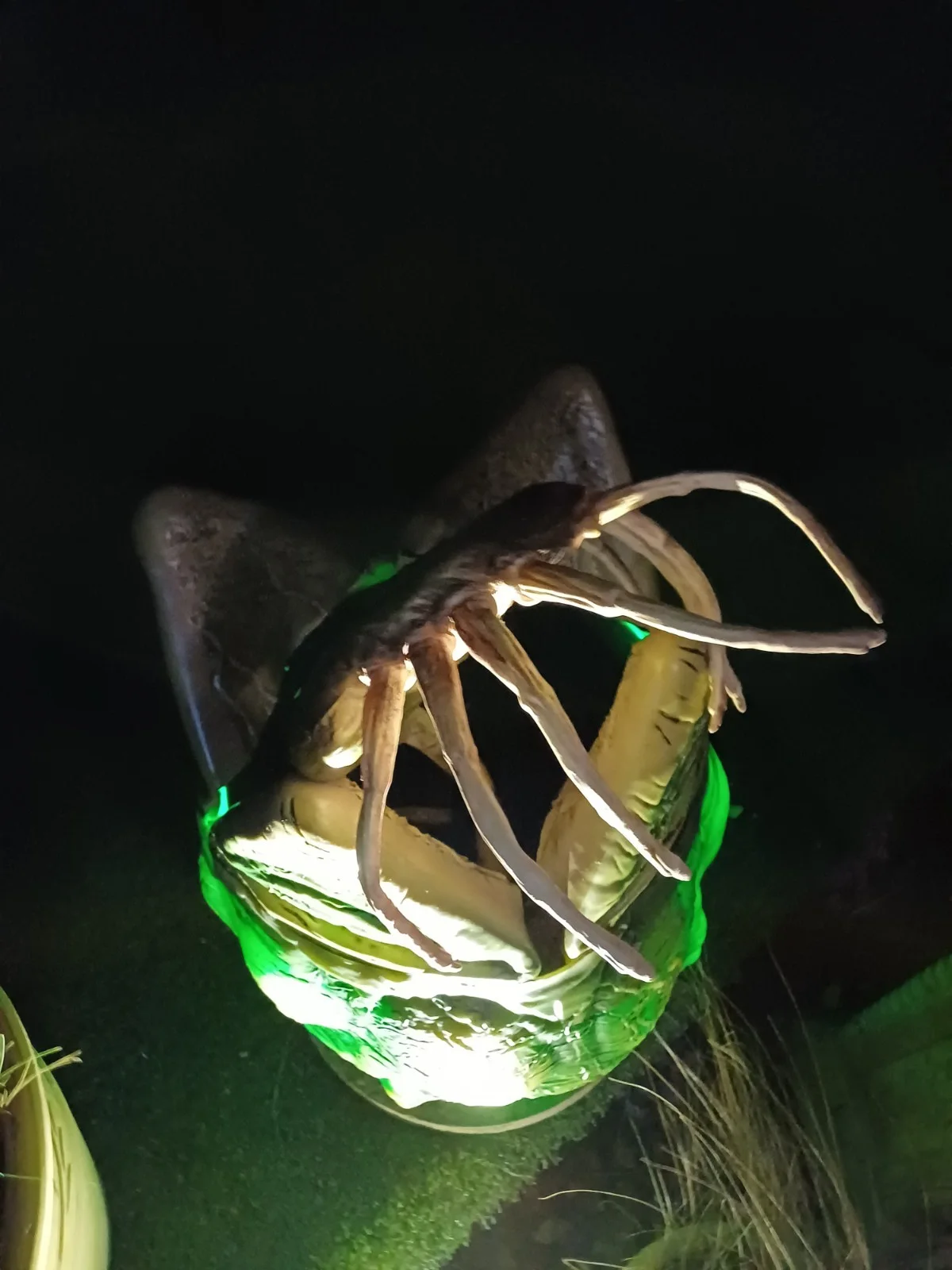 Alien Xenomorph Motion Activated Full Size Egg Rare LE Movie Prop + Facehugger, image 5
