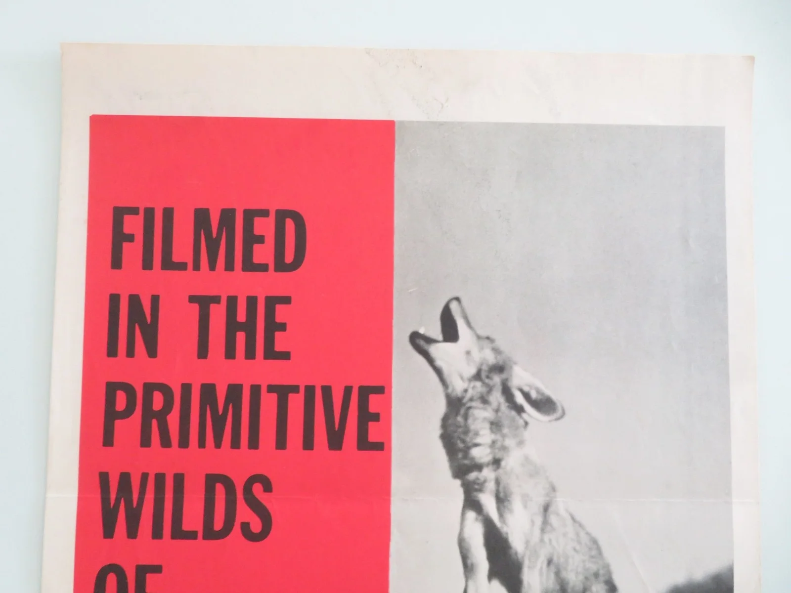 Challenge the Wild US Insert Poster George Graham Sheilah Graham 1954, изображение 2