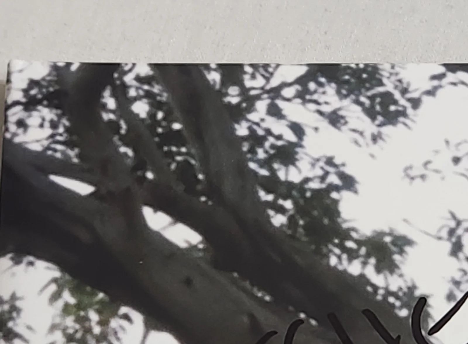 The Head & The Heart Signed Self-Titled 15th Anniversary Vinyl LP & Tour Program, image 2