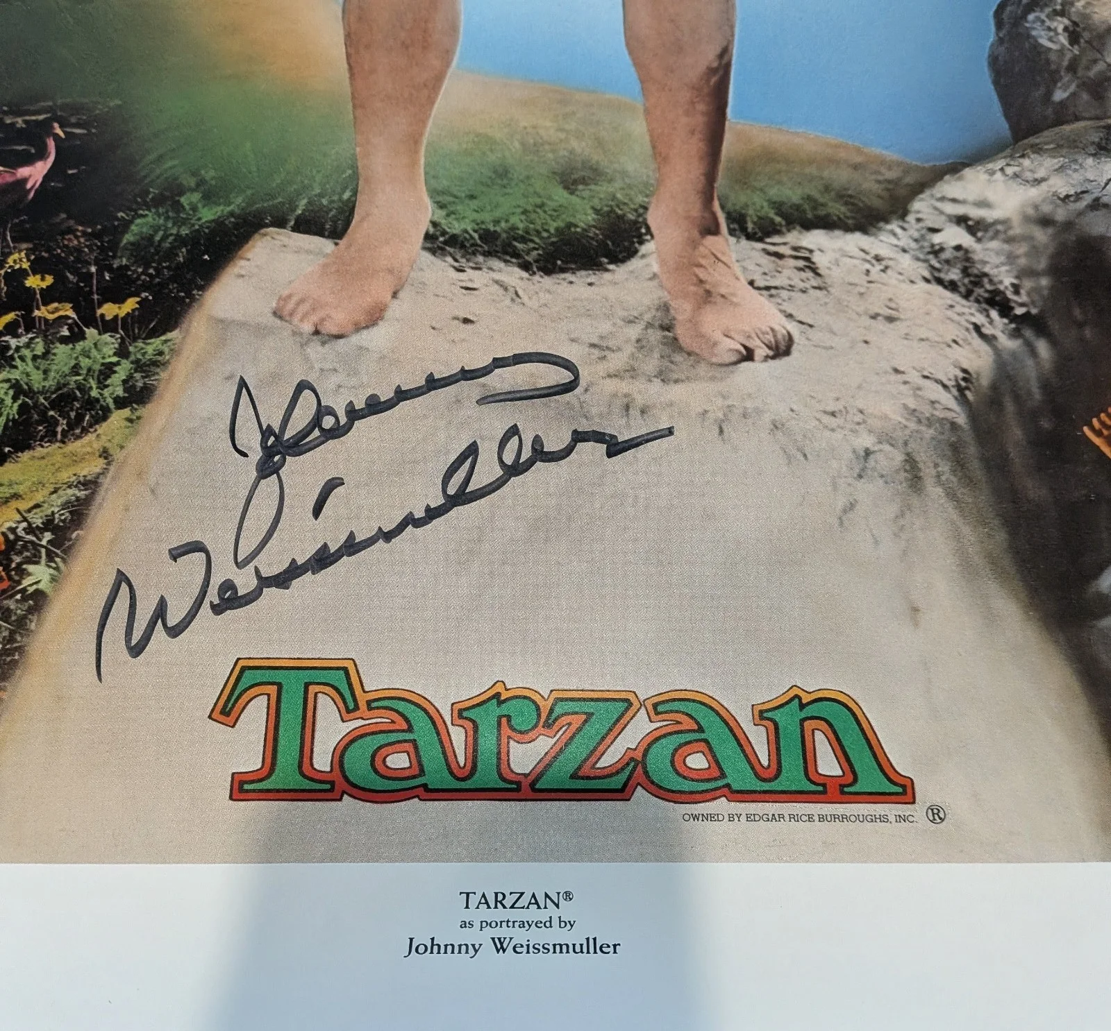 Johnny Weissmuller — Johnny Weissmuller Signed 24 X30 Poster,Pristine Condition Stephen Koschal COA, image 3