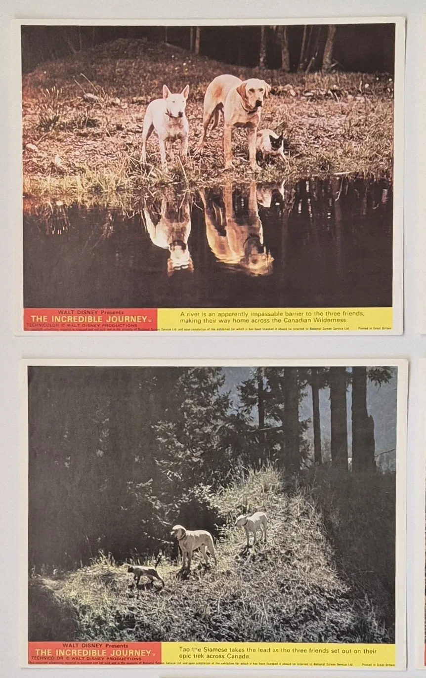 Lobby Card Set 10x8 - 1963 Walt Disney's The Incredible Journey - Cat & Dogs, изображение 2