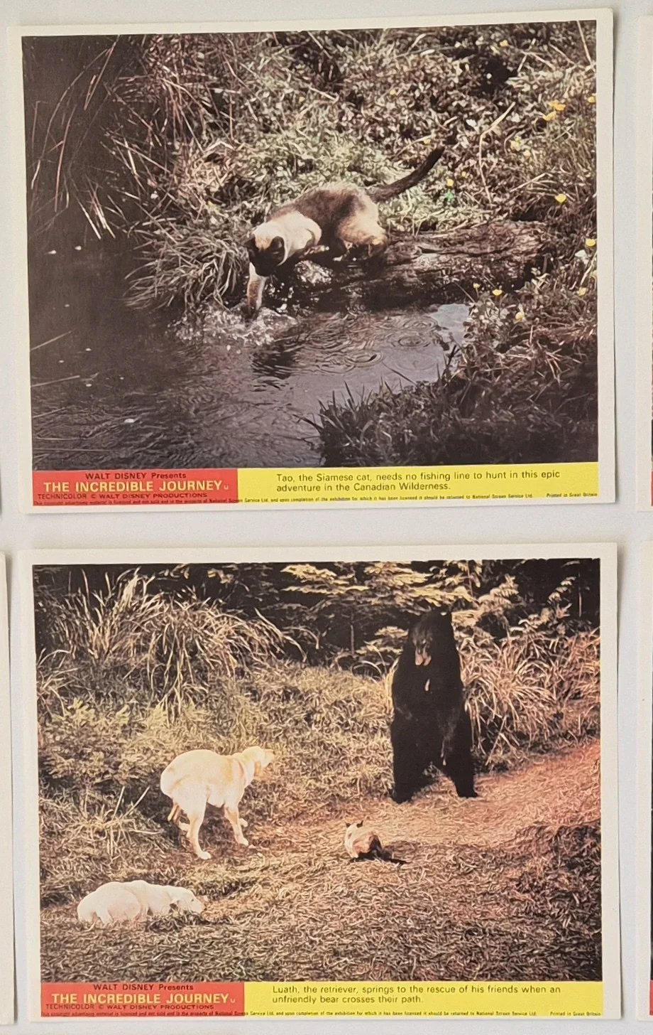 Lobby Card Set 10x8 - 1963 Walt Disney's The Incredible Journey - Cat & Dogs, изображение 3