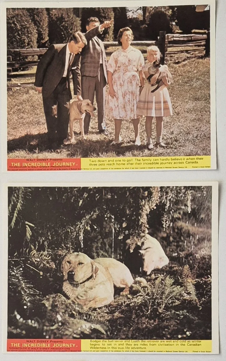 Lobby Card Set 10x8 - 1963 Walt Disney's The Incredible Journey - Cat & Dogs, изображение 4