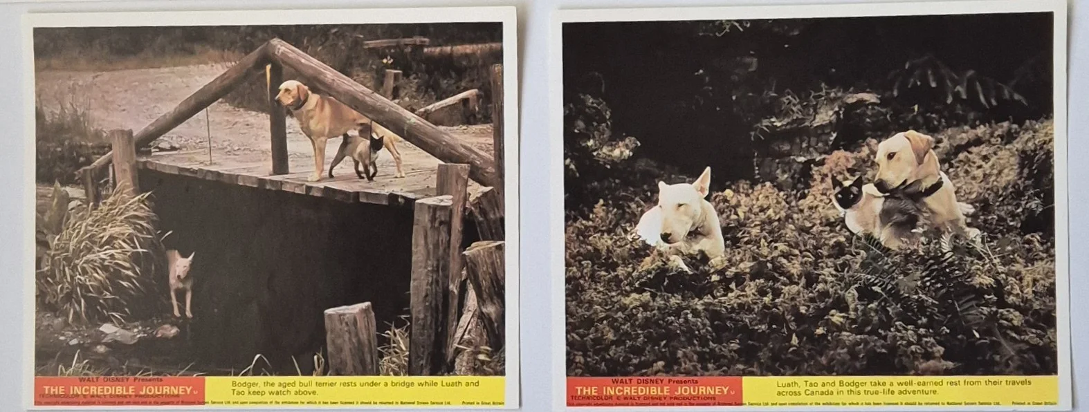 Lobby Card Set 10x8 - 1963 Walt Disney's The Incredible Journey - Cat & Dogs, изображение 5