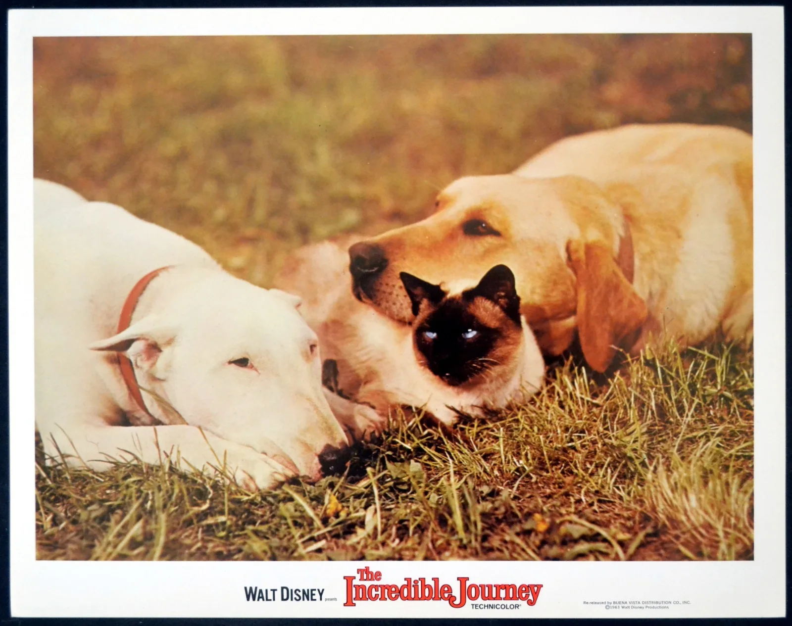INCREDIBLE JOURNEY 1963 Émile Genest, John Drainie, Sandra Scott 4 LOBBY CARDS, изображение 2