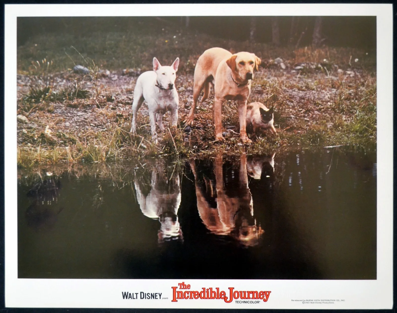 INCREDIBLE JOURNEY 1963 Émile Genest, John Drainie, Sandra Scott 4 LOBBY CARDS, изображение 3