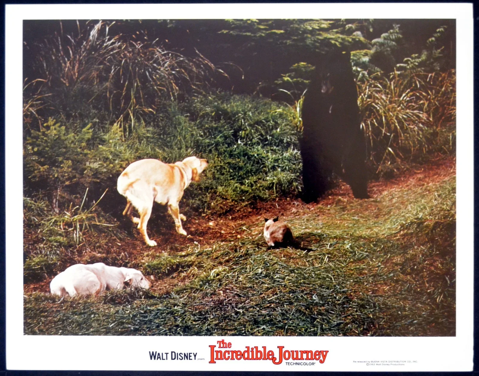 INCREDIBLE JOURNEY 1963 Émile Genest, John Drainie, Sandra Scott 4 LOBBY CARDS, изображение 4