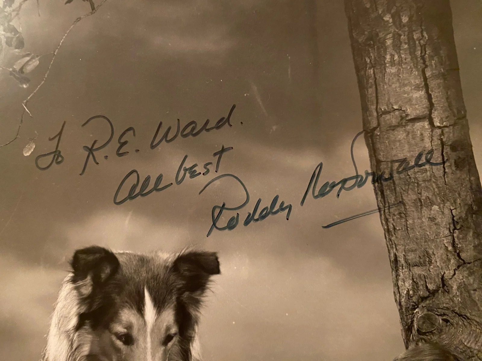Roddy McDowall — Roddy McDowall Signed Autographed Vintage Photo With COA Lassie Come Home NICE, изображение 2
