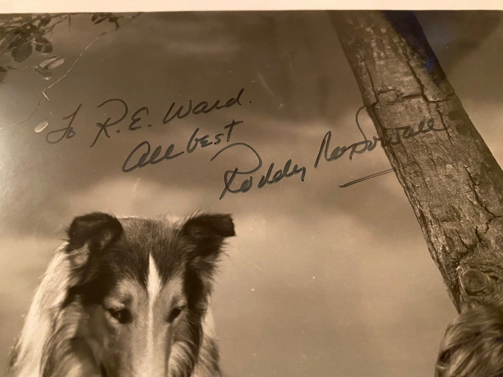 Roddy McDowall — Roddy McDowall Signed Autographed Vintage Photo With COA Lassie Come Home NICE, изображение 3