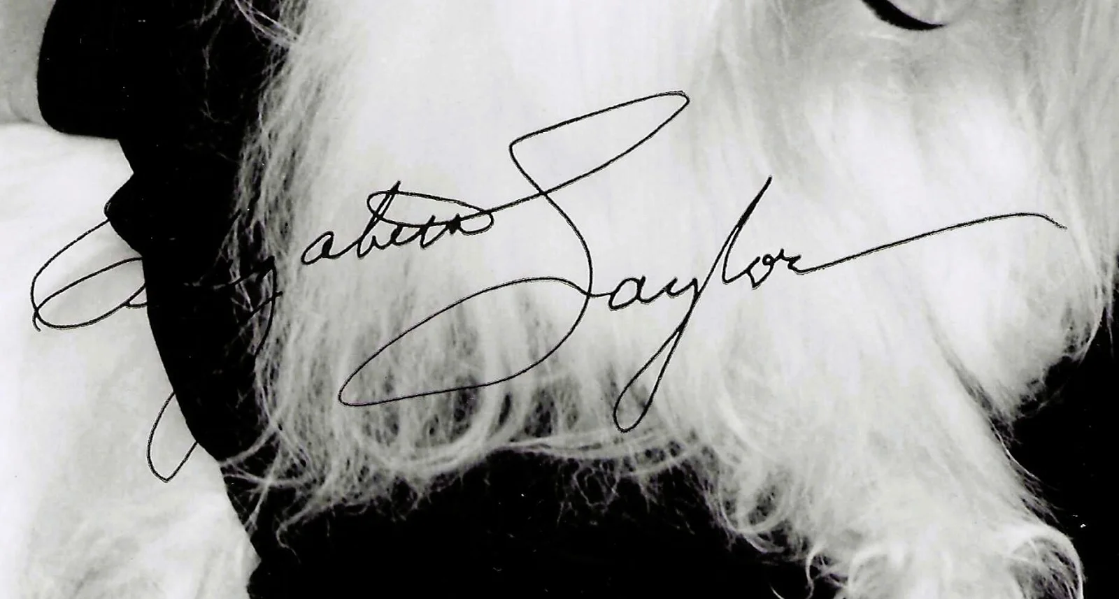 2 photos... Elizabeth Taylor & Arnold Schwarzenegger signed facsimiles 8x10, изображение 2