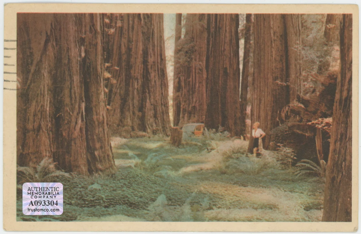 Marshall Reed Vintage Autographed Signed Postcard AMCo COA 28011, image 2