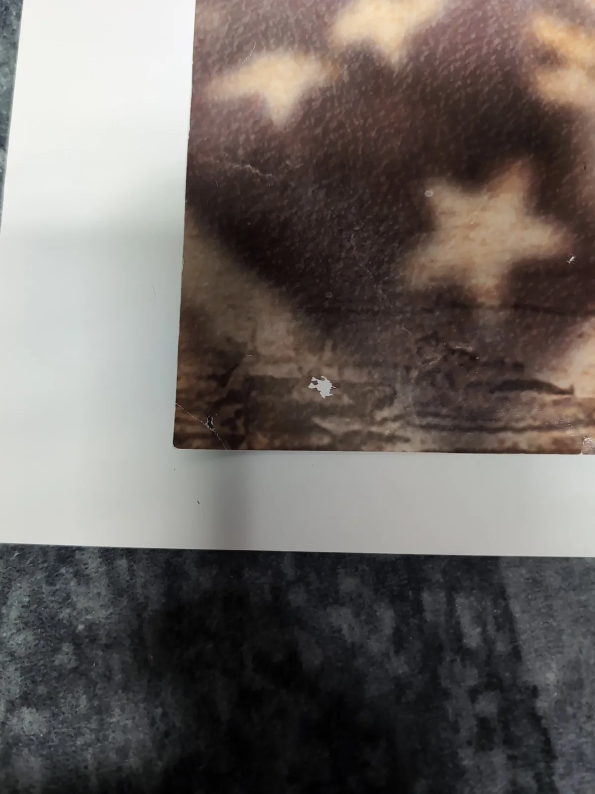 Autographed Rise Against: Signed Endgame Poster, image 5