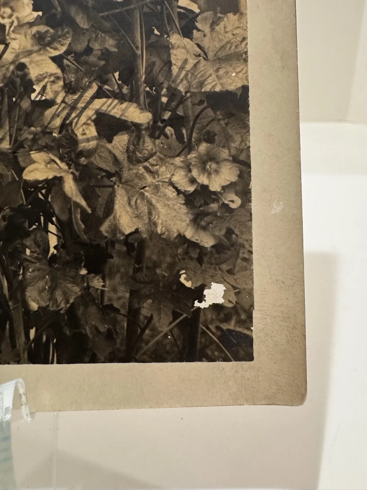 Antique Margarete Matzenauer Large Sepia Photograph Opera Singer Portrait 10x8, изображение 3