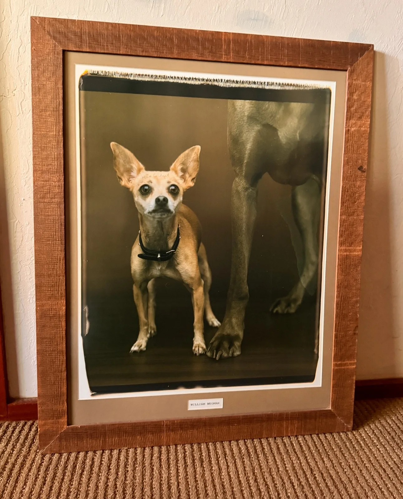 William Wegman / Photographer — William Wegman 20" x 24" Original Polaroid SIGNED, image 2