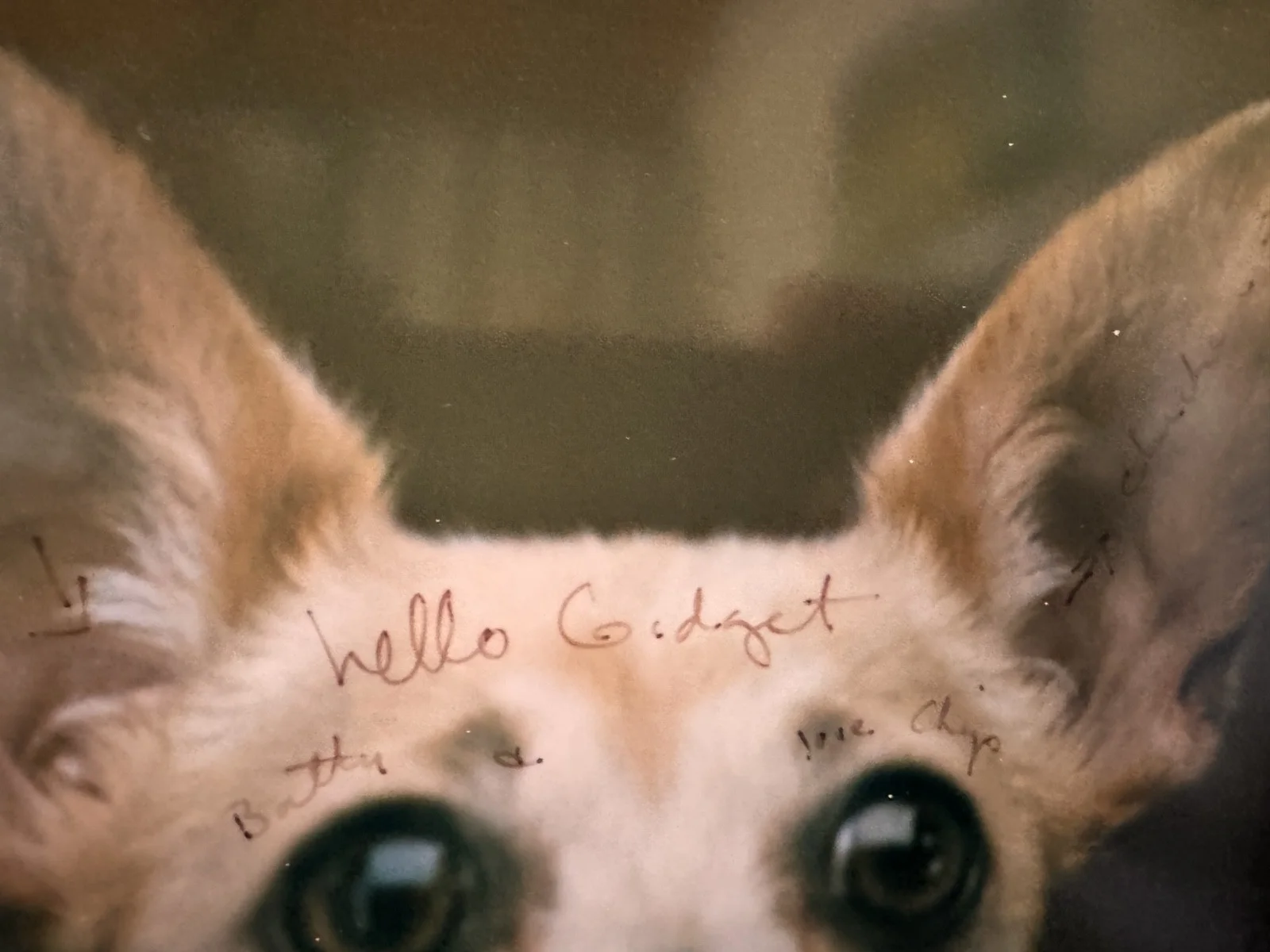 William Wegman / Photographer — William Wegman 20" x 24" Original Polaroid SIGNED, image 3