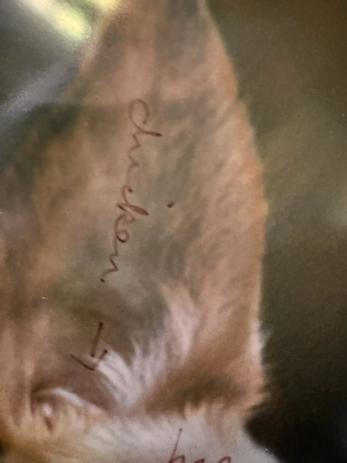 William Wegman / Photographer — William Wegman 20" x 24" Original Polaroid SIGNED, image 4