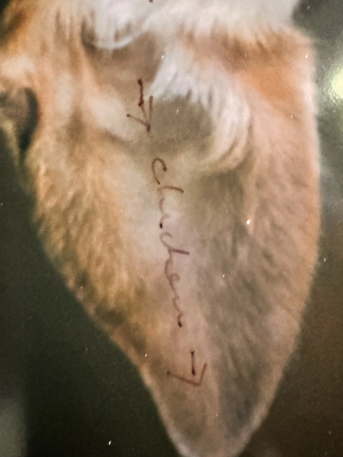 William Wegman / Photographer — William Wegman 20" x 24" Original Polaroid SIGNED, image 5