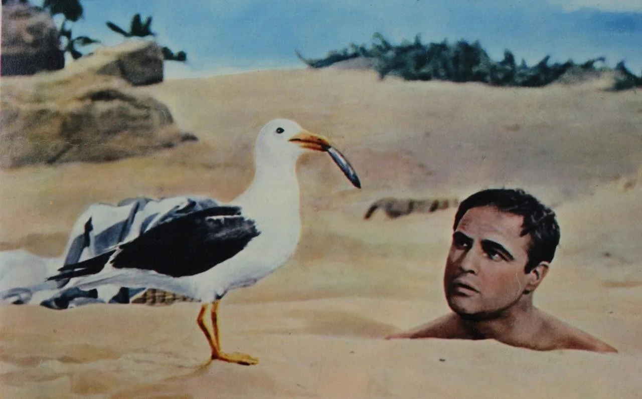 1964 BEDTIME STORY, SET of 8 COLOUR LOBBY CARDS, UNIVERSAL, MARLON BRANDO, NIVEN, изображение 3