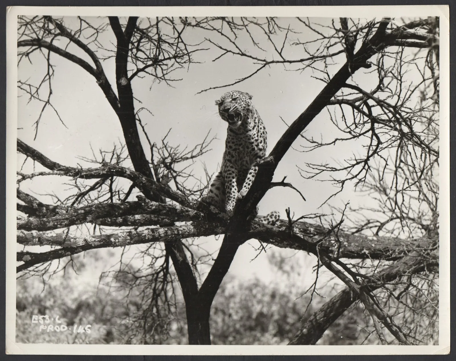 DUEL IN THE JUNGLE 1954 Lion, Leopard, Giraffes 5 10x8 STILLS, image 3