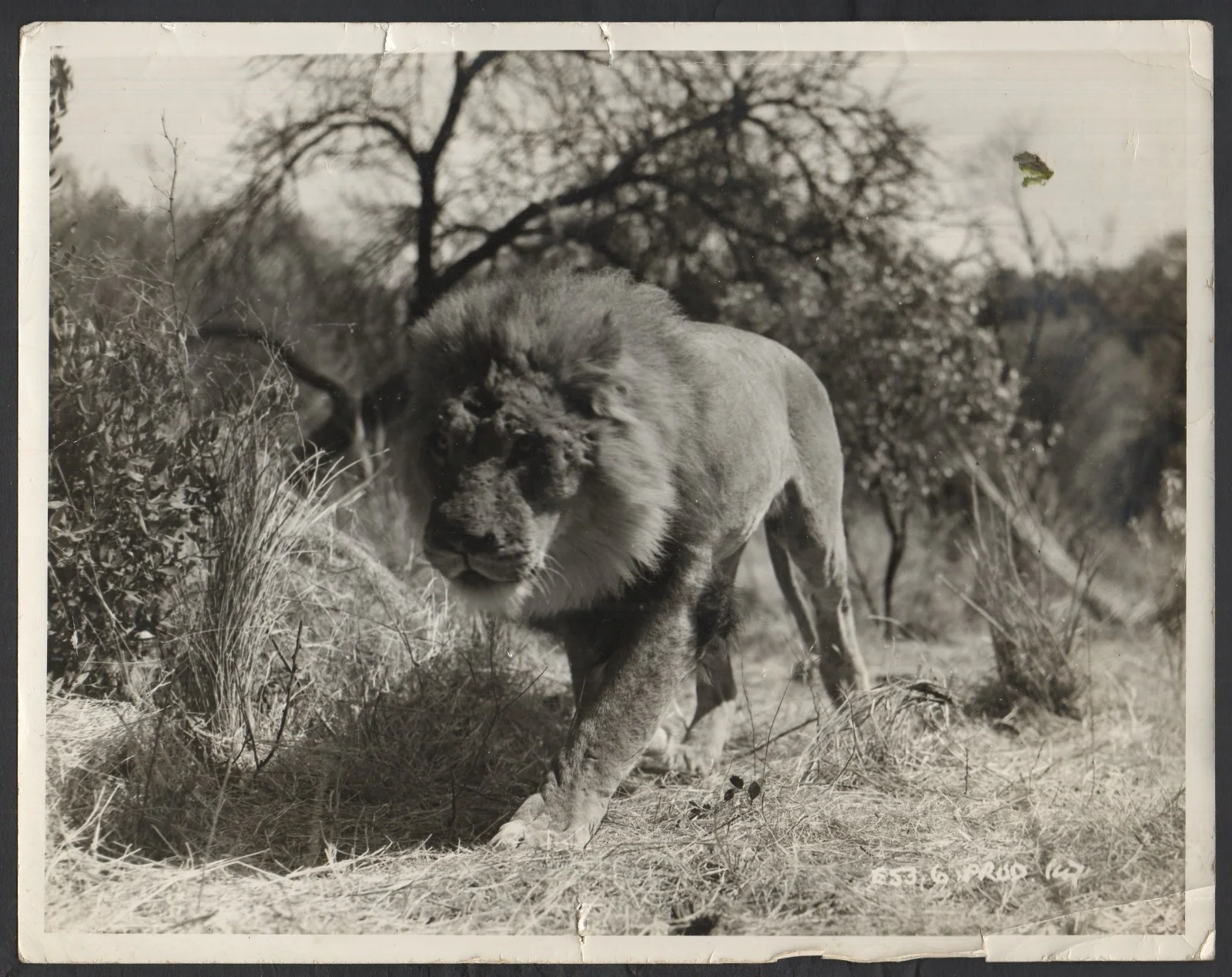 DUEL IN THE JUNGLE 1954 Lion, Leopard, Giraffes 5 10x8 STILLS, image 5