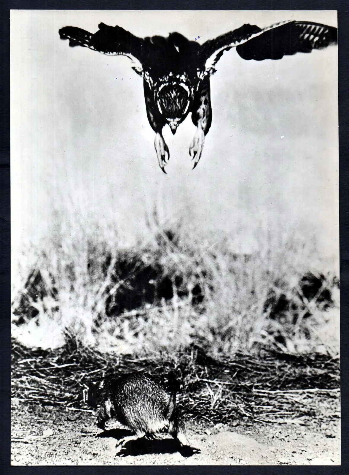 VANISHING PRAIRIE 1954 Walt Disney True-Life Adventure 5 GERMAN STILLS, image 3