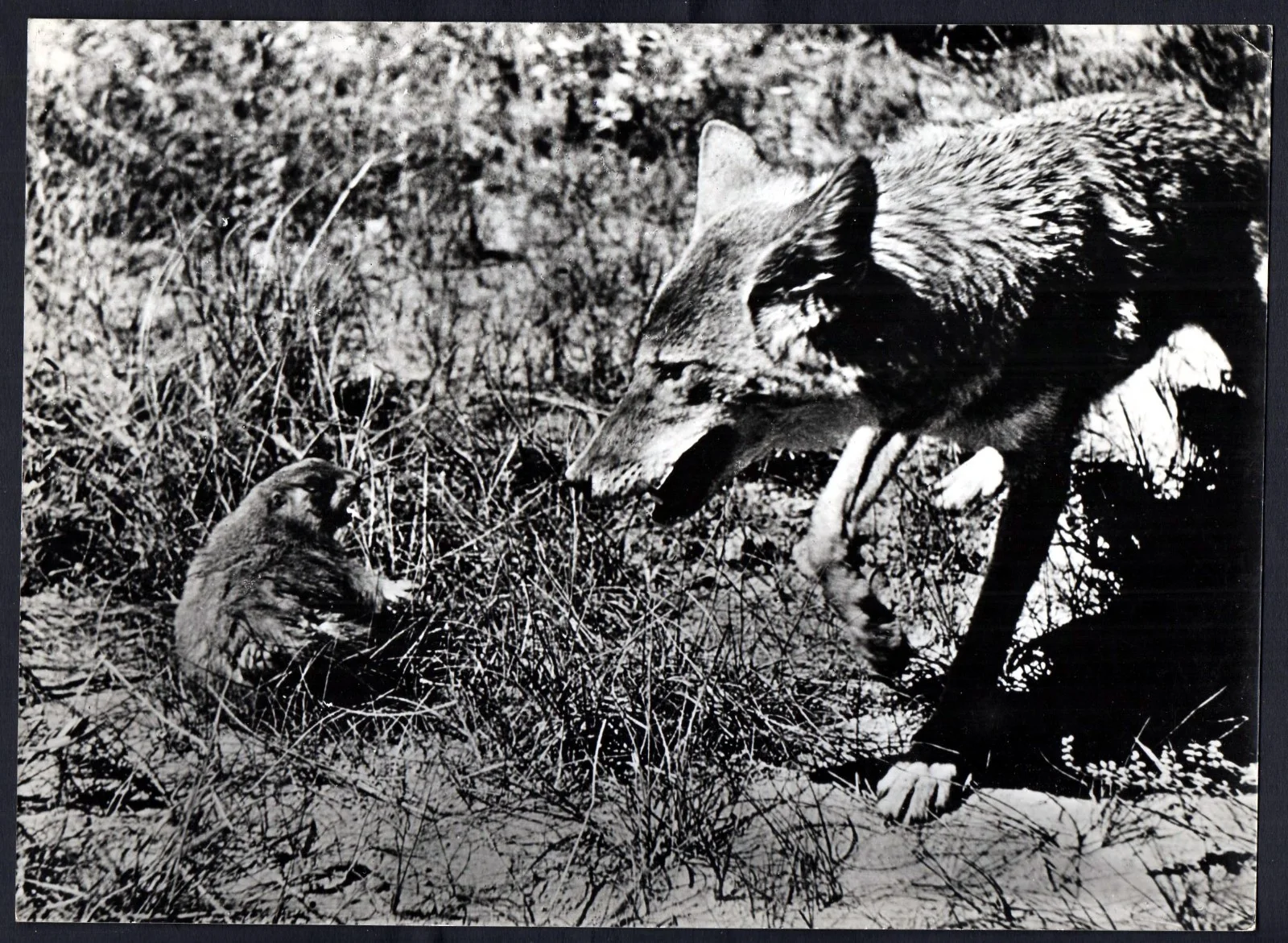 VANISHING PRAIRIE 1954 Walt Disney True-Life Adventure 5 GERMAN STILLS, image 5