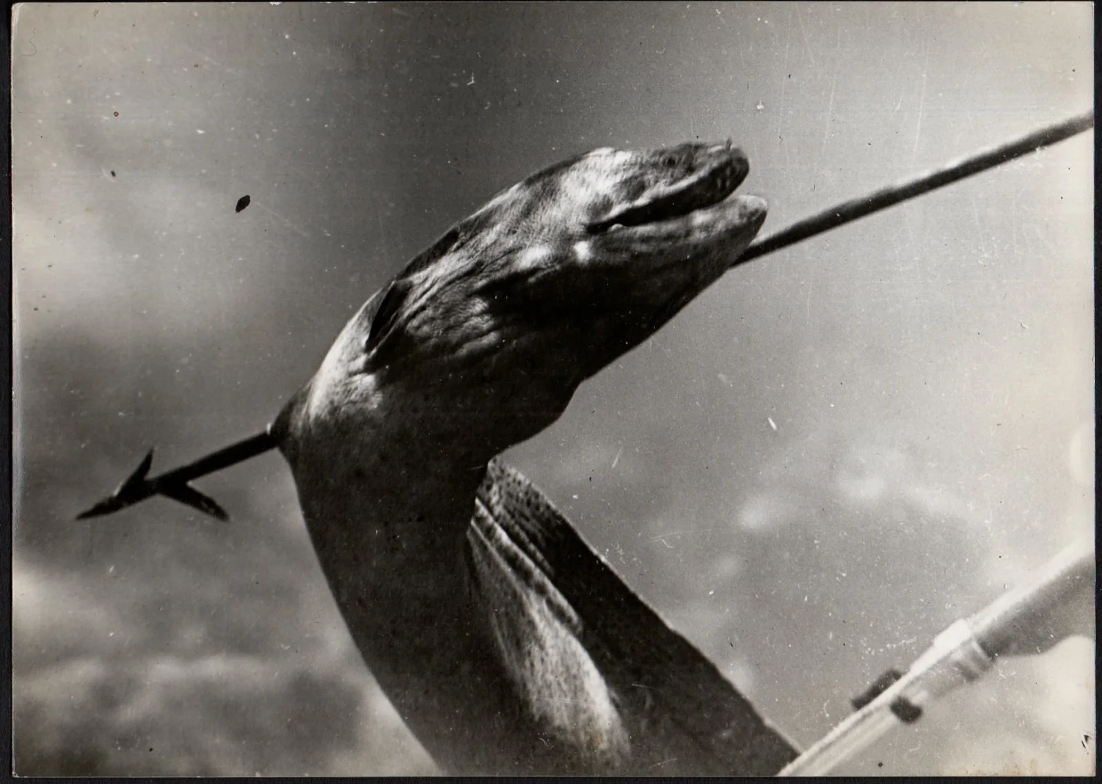 BLUE CONTINENT 1954 Folco Quilici Red Sea 5 STILLS, изображение 5