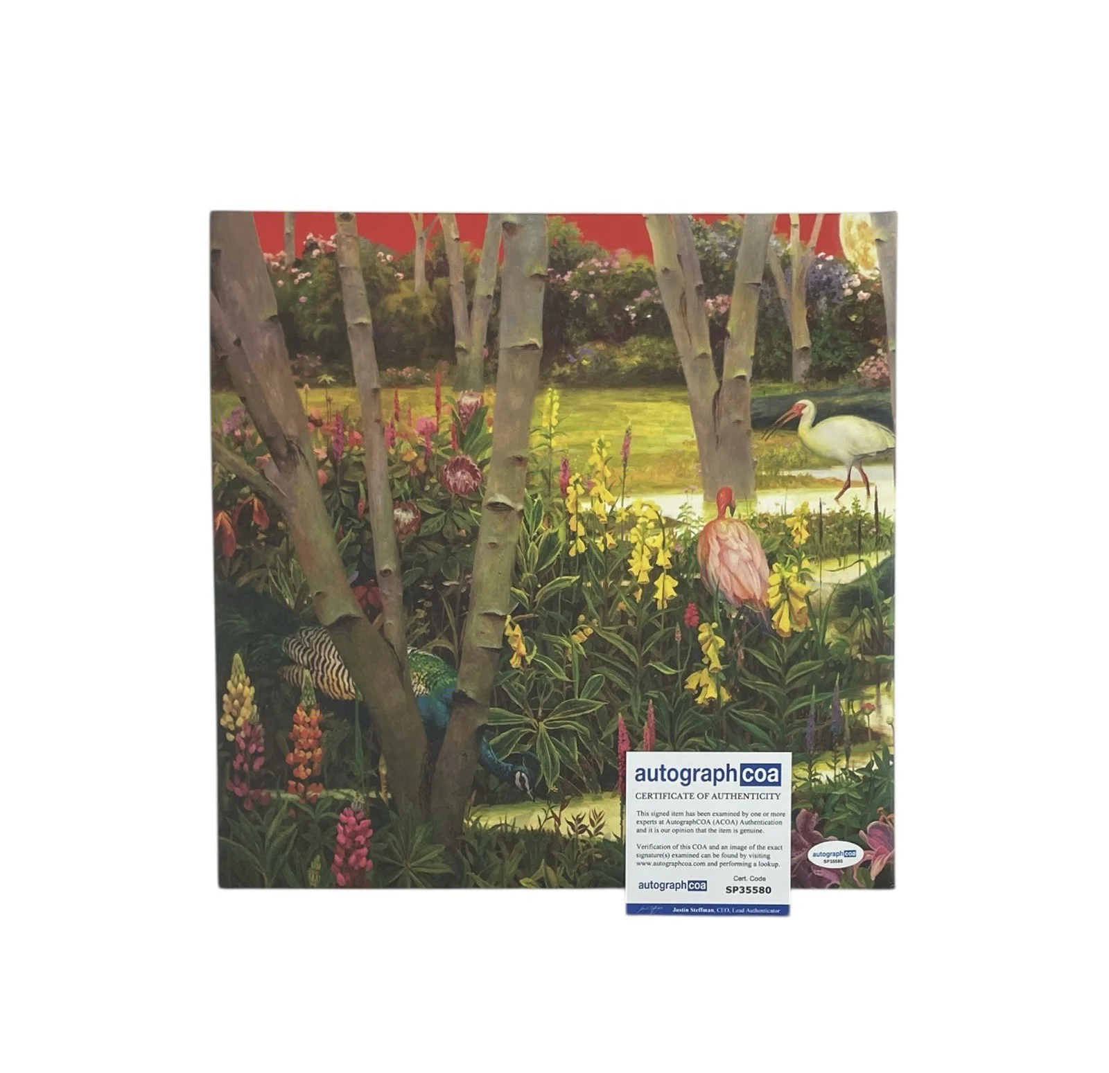 Rival Sons Rare Band Signed Vinyl Record Feral Roots Autographed ACOA Certified, image 3