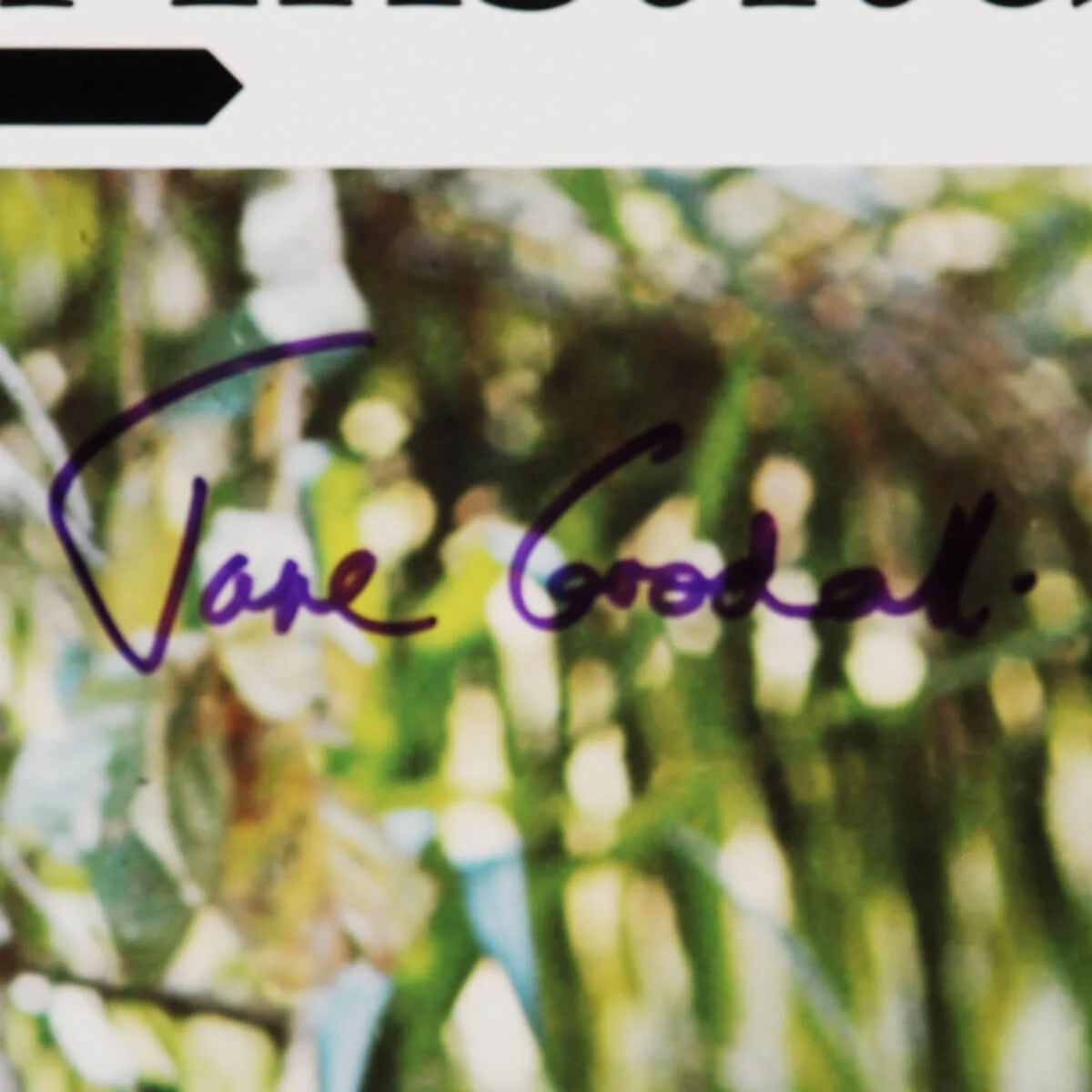 Jane Goodall Signed Poster - COA JSA, image 2