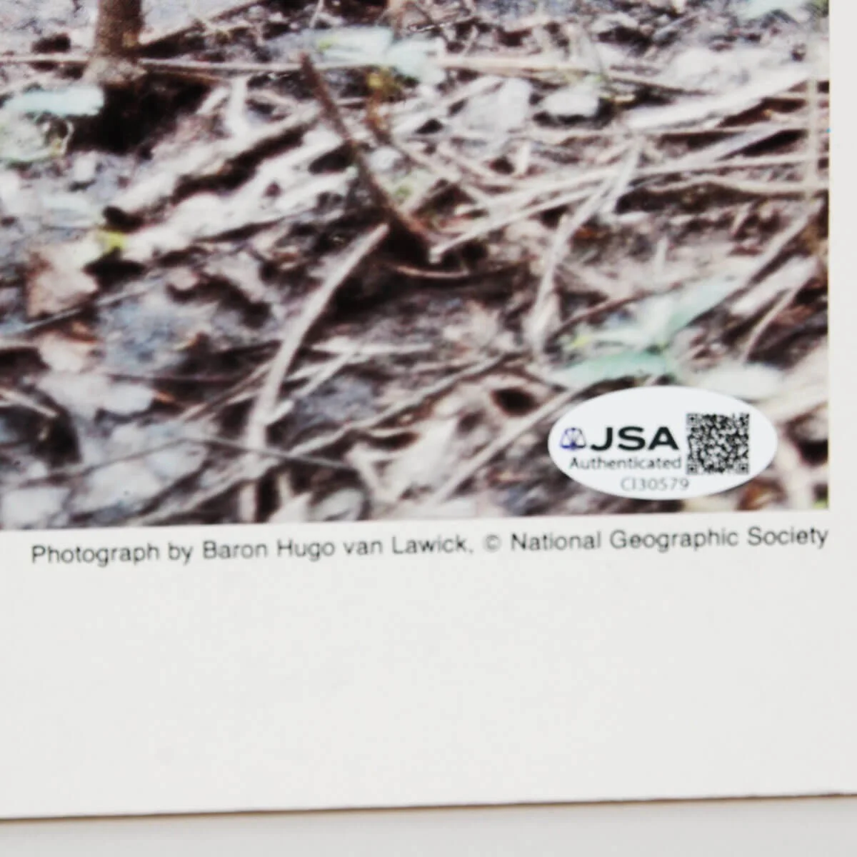 Jane Goodall Signed Poster - COA JSA, image 3