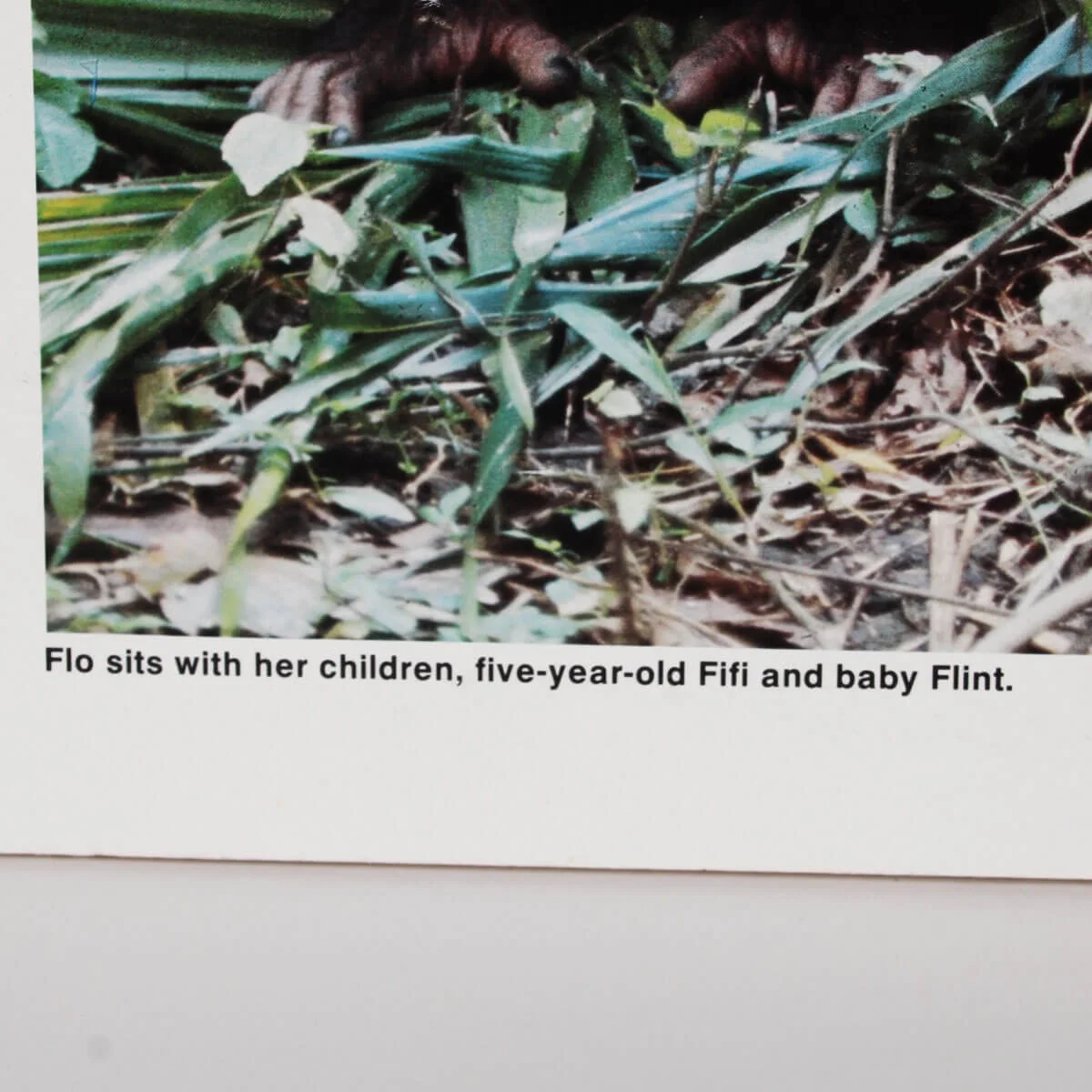 Jane Goodall Signed Poster - COA JSA, image 4