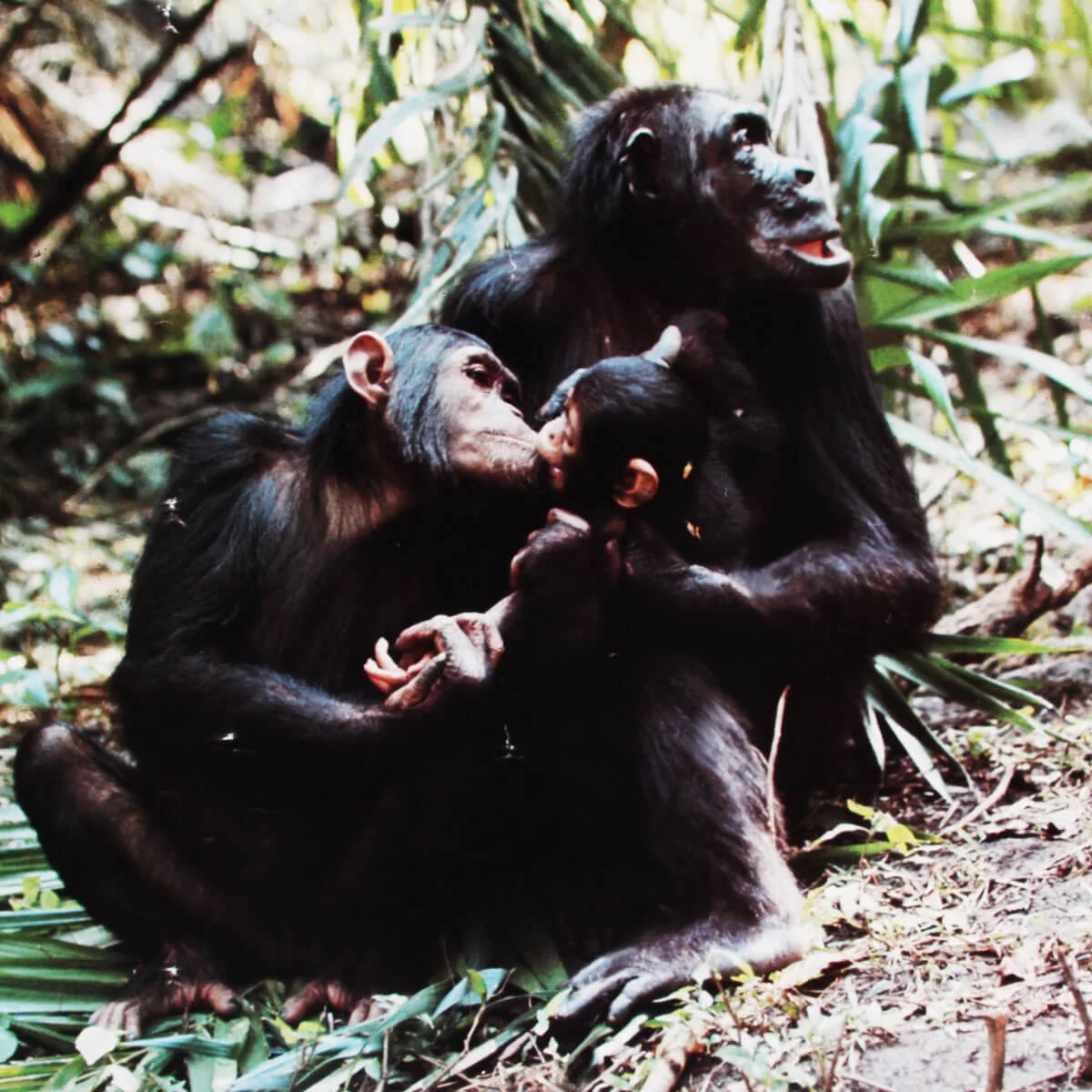 Jane Goodall Signed Poster - COA JSA, image 5